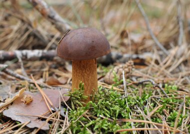 Imleria badia koyu kahverengi kap ile