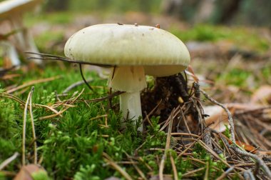 Amanita phalloides ölüm kap, ölümcül zehirli bas olarak bilinen