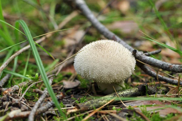 Lycoperdon perlatum veya ortak kurtmantarı, warted kurtmantarı, mücevher-stu