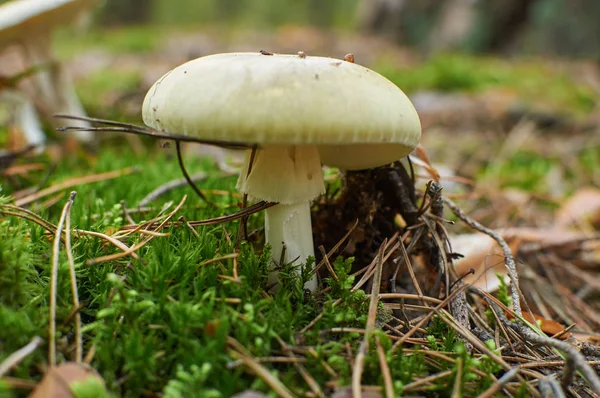 Amanita phalloides ölüm kap, ölümcül zehirli bas olarak bilinen