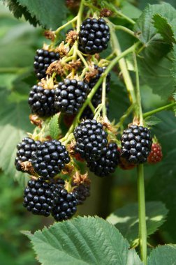 Blackberries on the bush clipart