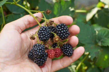 Bir elinde büyük olgun böğürtlen