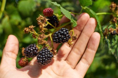 Bir elinde büyük olgun böğürtlen