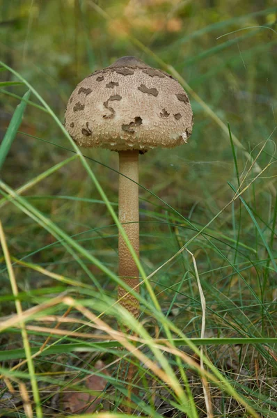 Seta parasol (Macrolepiota procera o Lepiota procera) —  Fotos de Stock