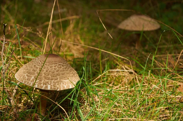 Napernyőgomba (Macrolepiota procera vagy Lepiota procera) — Stock Fotó