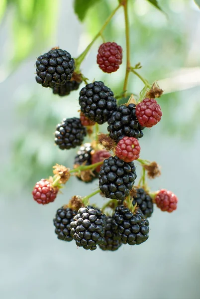 Bush böğürtlen — Stok fotoğraf