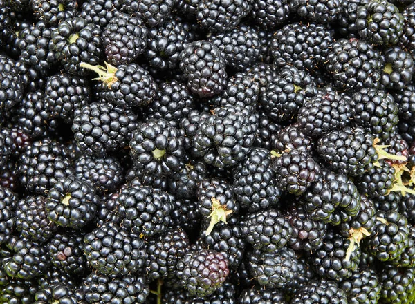 Heap of ripe blackberries as background — Stock Photo, Image