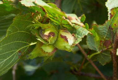 ağaç büyüyen üzerinde huzelnuts