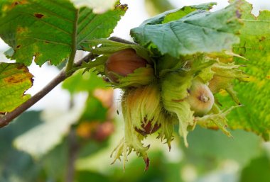 ağaç büyüyen üzerinde huzelnuts