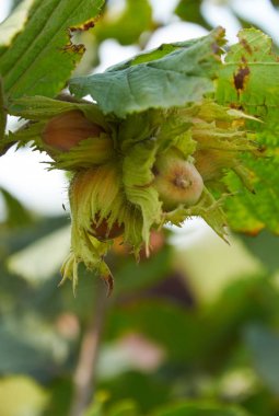 ağaç büyüyen üzerinde huzelnuts