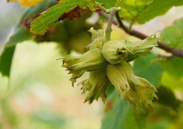 성장 하는 나무에 huzelnuts — 스톡 사진