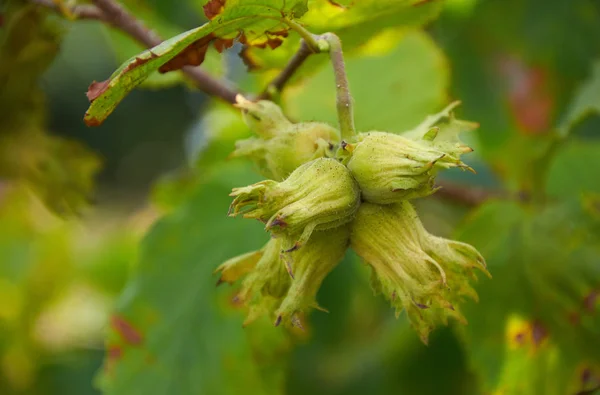 Huzelnuts on the tree growing — Stock Photo, Image