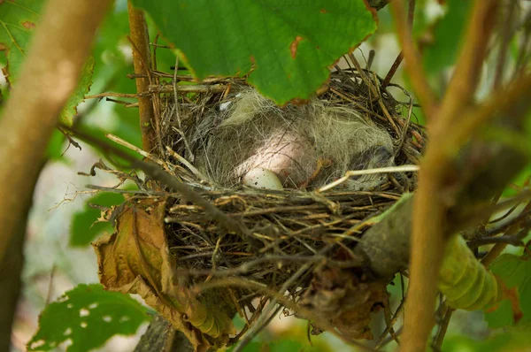 Bird nest with one egg in the bush — Stock Photo, Image