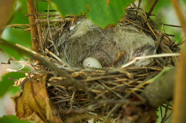 Bird nest with one egg in the bush — Stock Photo, Image