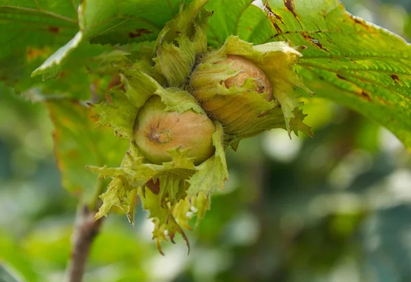 Huzelnuts on the tree growing — Stock Photo, Image