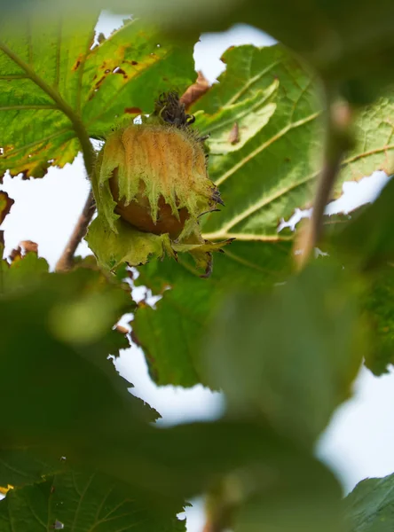 성장 하는 나무에 huzelnuts — 스톡 사진