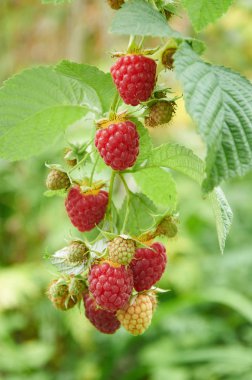 Kırmızı olgun meyveler ile Ahududu Şubesi