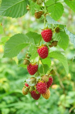 Kırmızı olgun meyveler ile Ahududu Şubesi