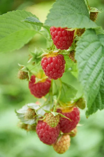 붉은 익은 열매와 딸기의 — 스톡 사진