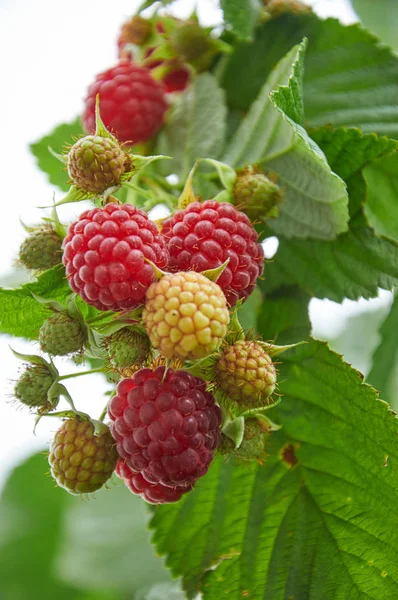 Kırmızı olgun meyveler ile Ahududu Şubesi