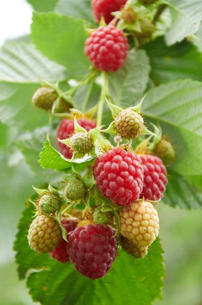 Kırmızı olgun meyveler ile Ahududu Şubesi