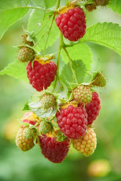 Branch of raspberry with red ripe berries Stock Image