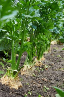 Satır olgun kök kereviz