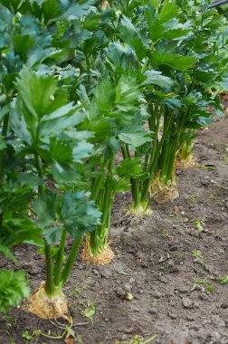 Satır olgun kök kereviz