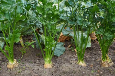 Satır olgun kök kereviz