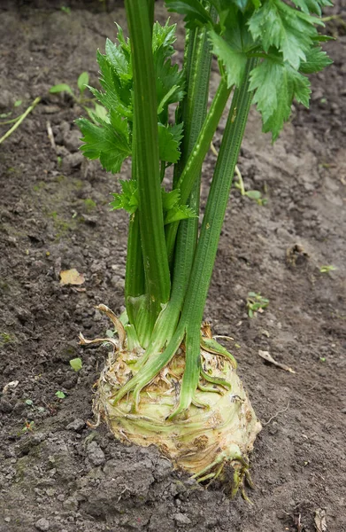 Büyük olgun kök kereviz büyüyen