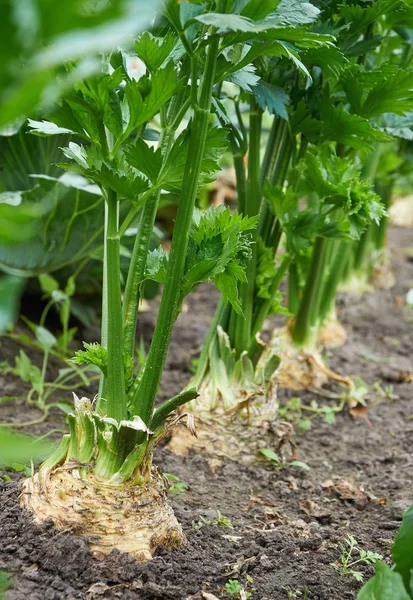 Row of ripe root celery — Stock Photo, Image