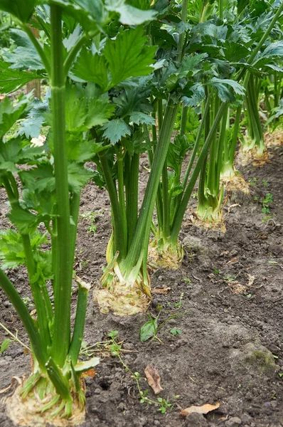 Row of ripe root celery — Stock Photo, Image