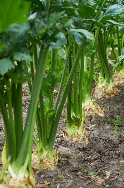 Rij van rijpe wortel selderij — Stockfoto