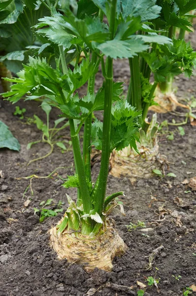 Row of ripe root celery — Stock Photo, Image