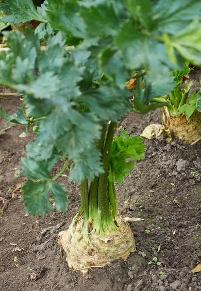 Big ripe root of celery growing — Stock Photo, Image