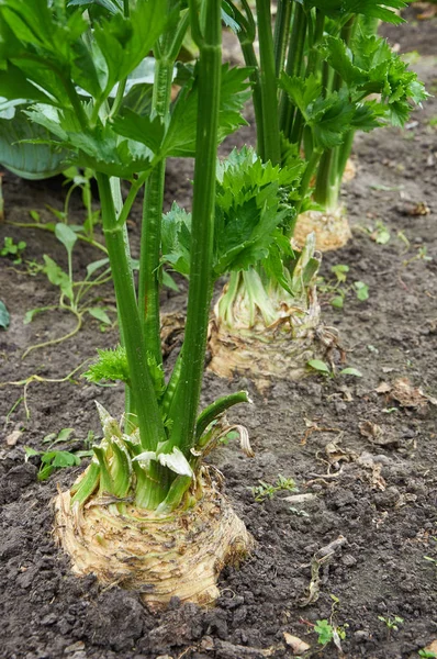 Row of ripe root celery — Stock Photo, Image