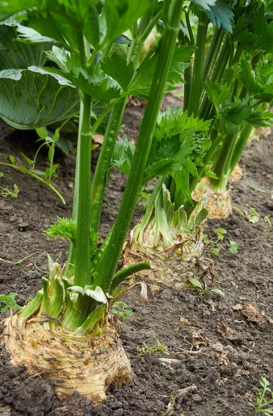 Row of ripe root celery — Stock Photo, Image