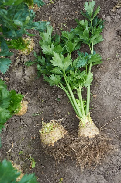 Big ripe root of celery dug out — Stock Photo, Image