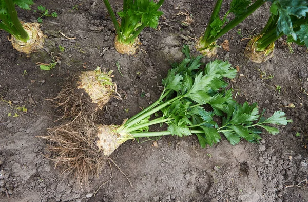 Grote rijpe root mag bestaan uit BLEEKSELDERIJ uitgegraven — Stockfoto