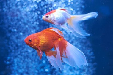 Goldfish mavi su ve hava kabarcıkları