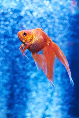 Goldfish mavi su ve hava kabarcıkları