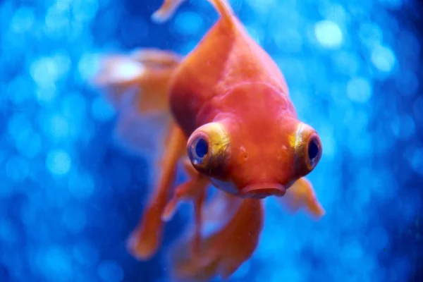 Goldfish in blue water and air bubbles behind — Stock Photo, Image