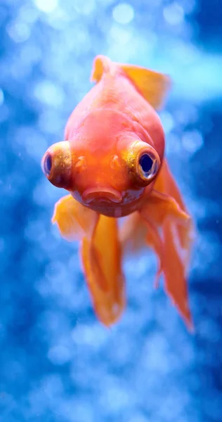 Goldfish in blue water and air bubbles behind — Stock Photo, Image