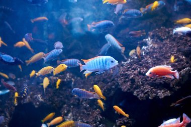 pseudotropheus greshakeiin akvaryum