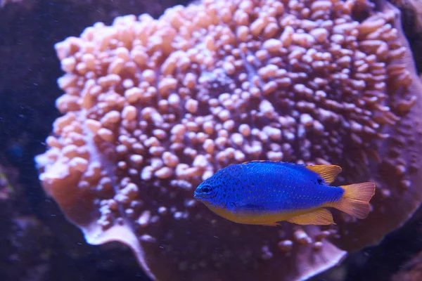 Chrysiptera. Blauwe vis met oranje bodem. — Stockfoto