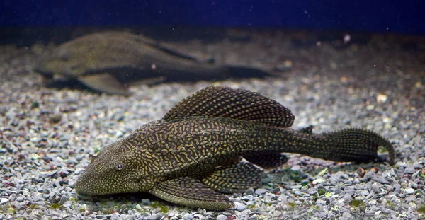 Pterygoplichthys gibbiceps s zırhlı catfish Brezilya, Ekvador, Peru ve Venezuela Orinoco ve Amazon havzalarında bulunduğu yerel bir tür