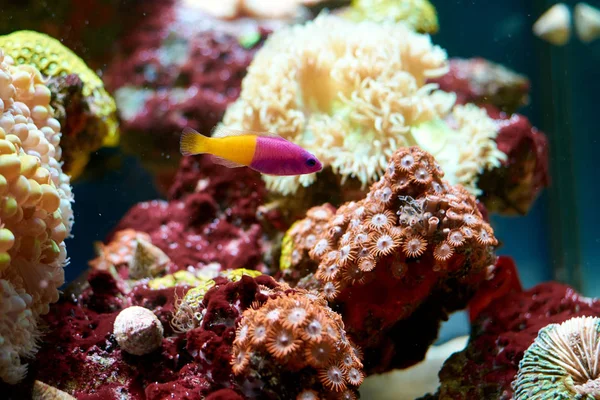 Royal dottyback (Pictichromis paccagnella) - bicolor mor ve 