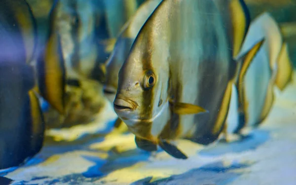 Teira Fledermausfische Schwimmen Grund Des Aquariums — Stockfoto