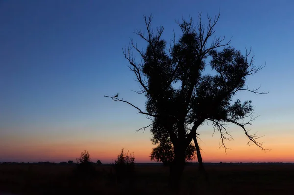 Stork Stand su One Leg su Dry Tree Branch e tramonto su backgro — Foto Stock