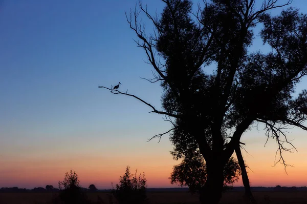 Cegonha fica em uma perna no ramo da árvore seca e pôr do sol no backgro — Fotografia de Stock
